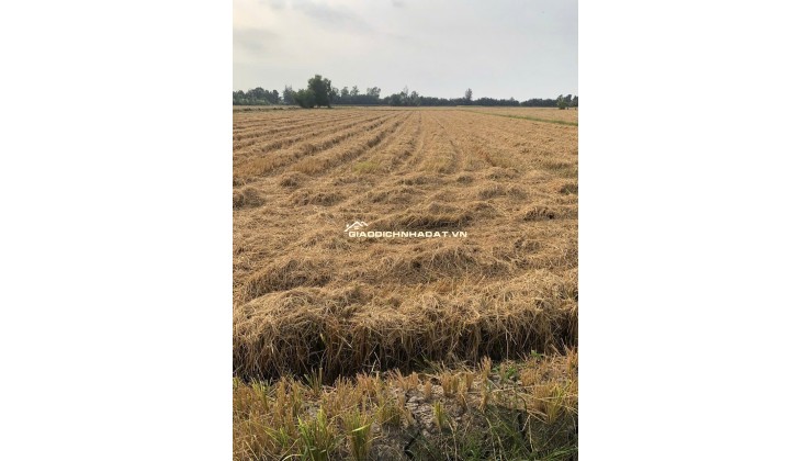 Bán đất nông nghiệp 5311m2 tại đường Bà Miêu, Tân Nhựt, Bình Chánh