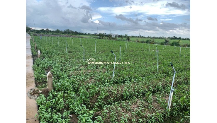 Đất chính chủ cần bán, sổ sẵng Bình Ân