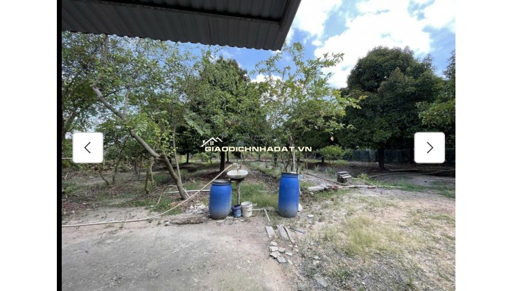 Cho thuê đất MT đường 7m rộng 1 mẫu tại ĐS 812, Xã Phú Mỹ Hưng, Củ Chi