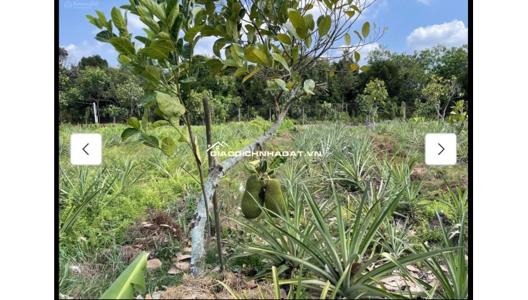 Cho thuê đất MT đường 7m rộng 1 mẫu tại ĐS 812, Xã Phú Mỹ Hưng, Củ Chi