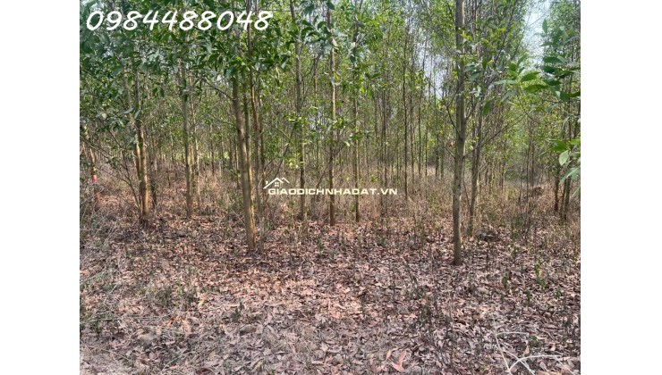 Bán đất vườn 8600m2 tại Xuân thành, Đồng Nai. Giá chỉ 3.2 tỷ. Lh: 0984488048