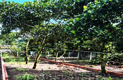 210m² THỔ CƯ, NGAY CHỢ HÀM NGHI – TP LONG KHÁNH – ĐN. CƠ HỘI X2,3 TÀI SẢN.