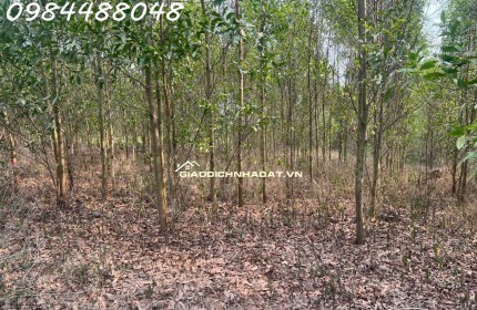 Bán đất vườn 8600m2 tại Xuân thành, Đồng Nai. Giá chỉ 3.2 tỷ. Lh: 0984488048