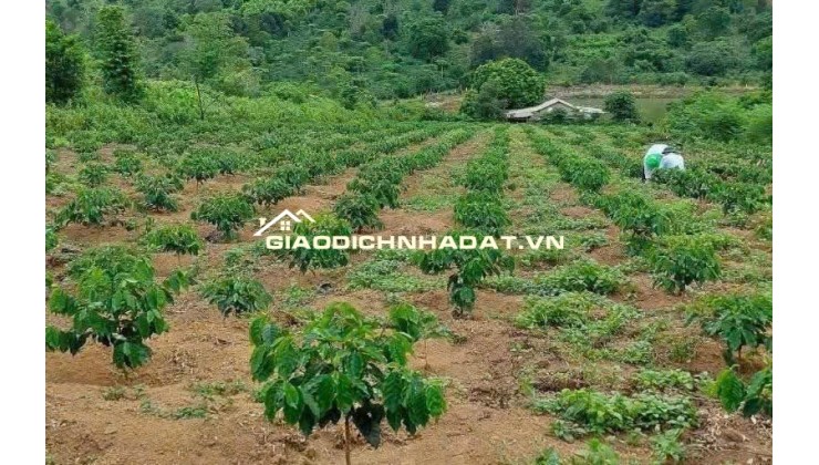 Bán gấp đất vàng TP. Kon Tum , xã Đăk Hà cho nhà đầu tư giữ tiền!