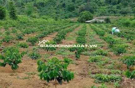  **Cơ hội đầu tư siêu hời cho nhà đầu tư thông thái!** 