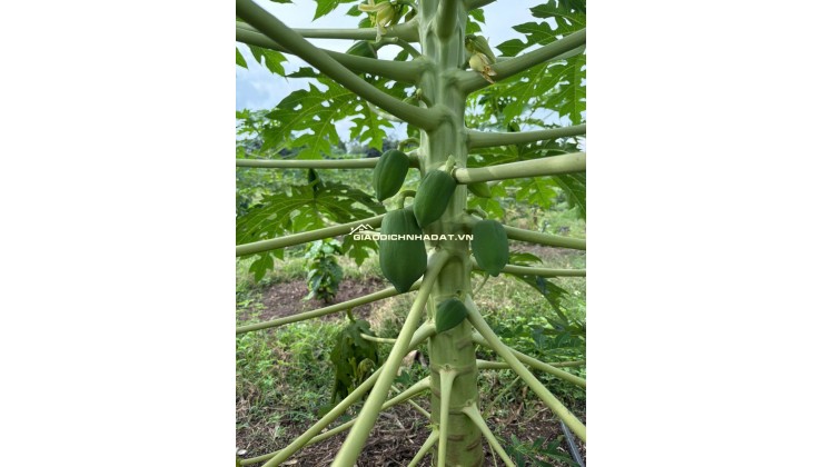 CẦN BÁN 2253M2 ĐẤT TRỒNG CÂY TẠI ĐỒNG NAI, SHR, CHỈ 3.6 TỶ. LH:0902878512.