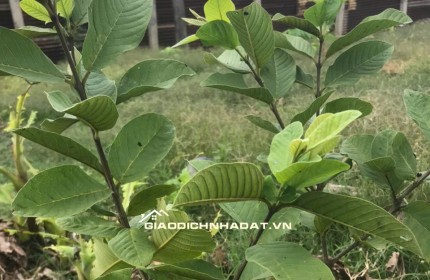CẦN BÁN 2253M2 ĐẤT TRỒNG CÂY TẠI ĐỒNG NAI, SHR, CHỈ 3.6 TỶ. LH:0902878512.