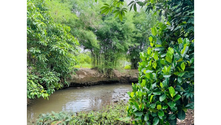 Chủ Ngộp Bán Hơn 8000m2 Vườn Trái Cây Giáp Suối Tại Phường Bình Lộc, TP Đồng Nai